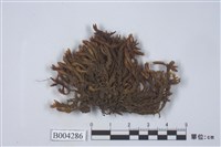 藏品(擬大葉紫葉蘚)的圖片